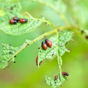 Gestión de plagas y detección de su actividad